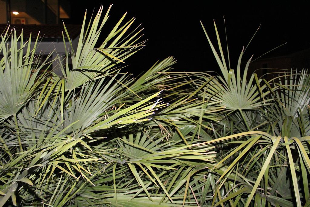Laurus Kozino