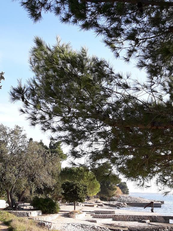 Laurus * Kozino